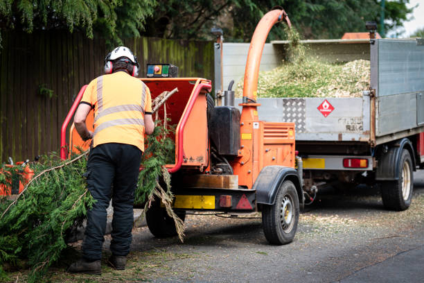 Professional Tree Removal in Glendale Heights, IL