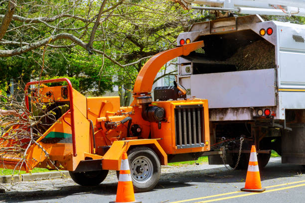 How Our Tree Care Process Works  in  Glendale Heights, IL